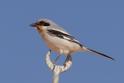 Desert Grey Shrike.jpg